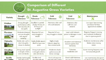 choosing the right grass